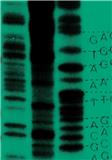 Microbial Genomics《微生物基因组学》