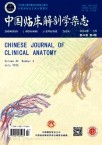 中国临床解剖学杂志