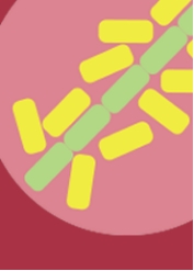 Annual Review of Microbiology《微生物学年评》